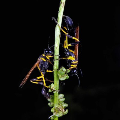Wasps 