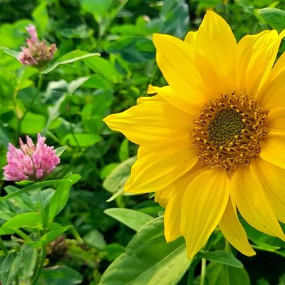 flower of the sun