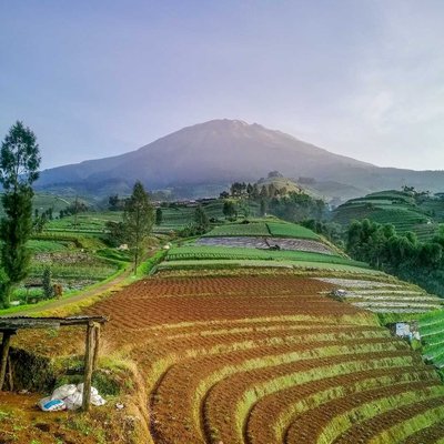 terasering ladang pertanian