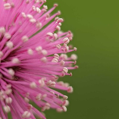 Shameplant