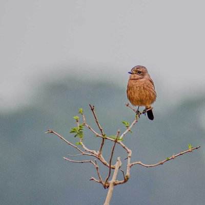 Gitting Cristicola