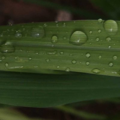 water drop