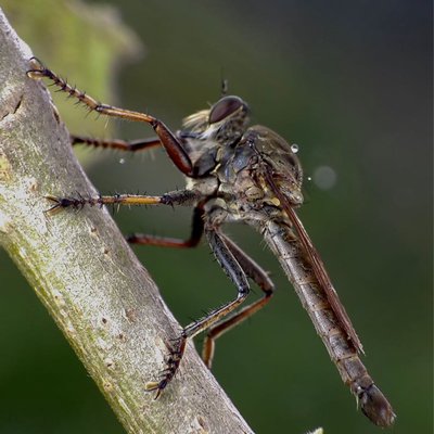 Robber Fly