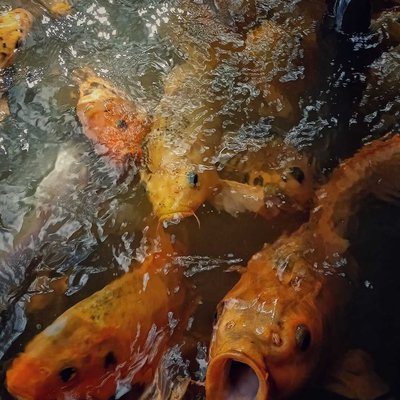 Ikan Mas Koi