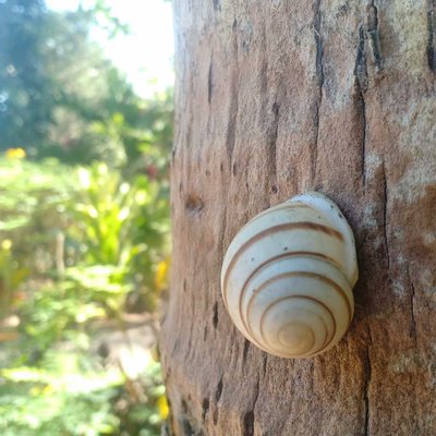 The White Snails