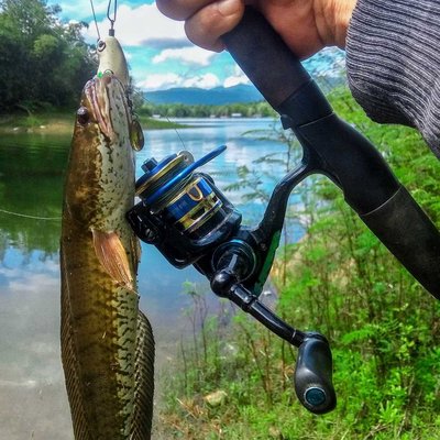 Ikan Gabus