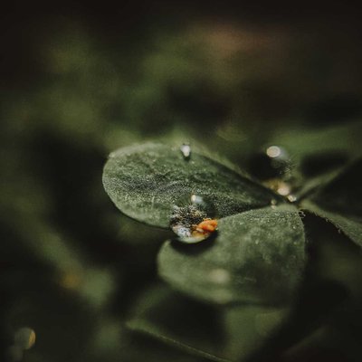 Dew Shot
