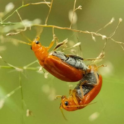 Pumpkin Bettle