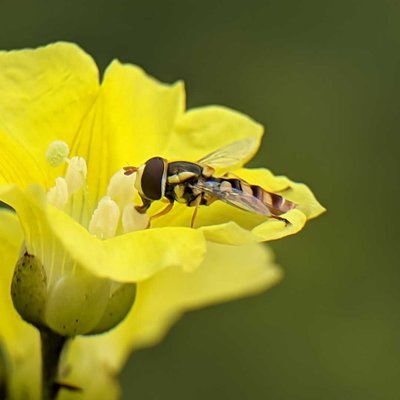 hoverfly