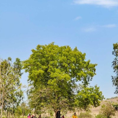 plz save tree 