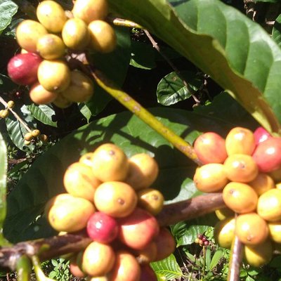 coffee beans