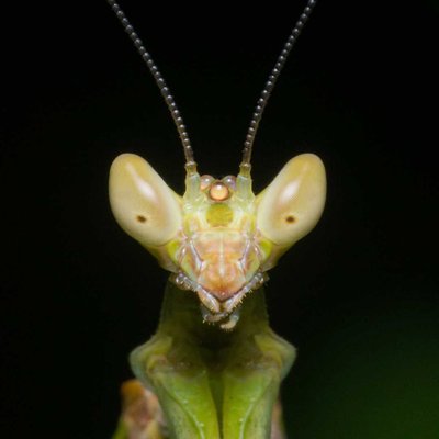 Alien 👽