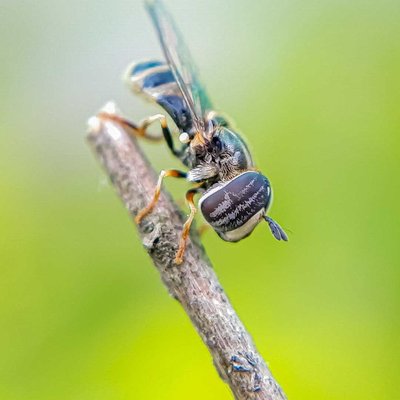 Hoverfly.