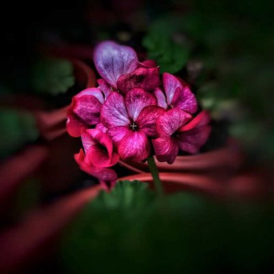 Flowers 🌺 love