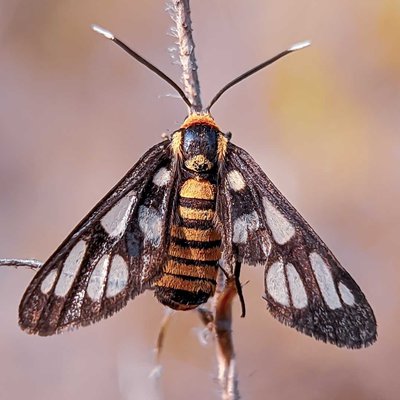 Amata huebneri