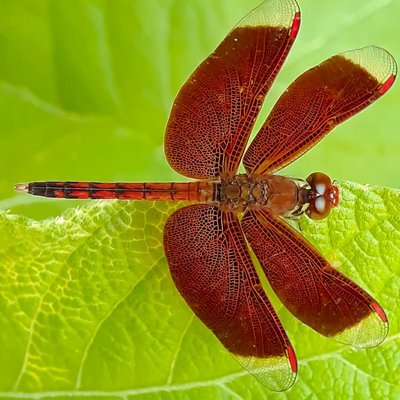 NEUROTHEMIS FULVIA