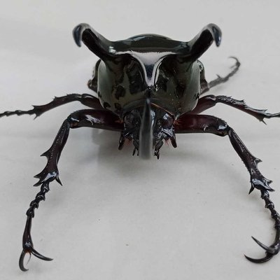 Kabuto 