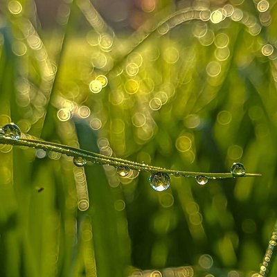 Drops 