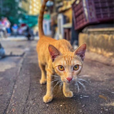 🐈