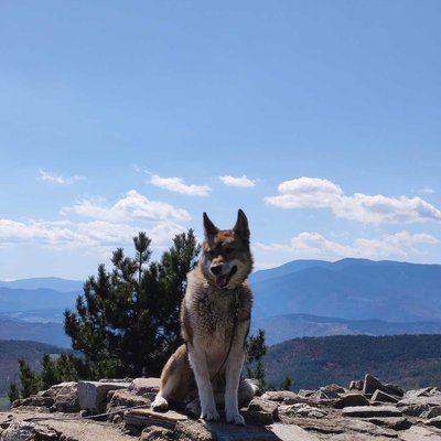 cute dog, with this view from above 🤗💯