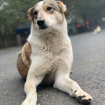 only one photo please - woof woof 🐶 