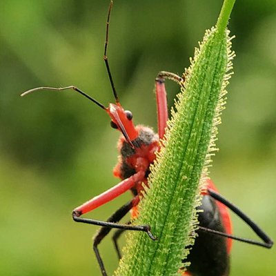Assassin Bug