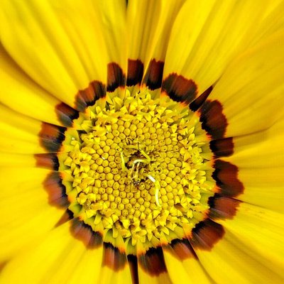 Macro