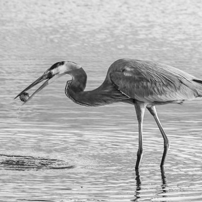 Egret
