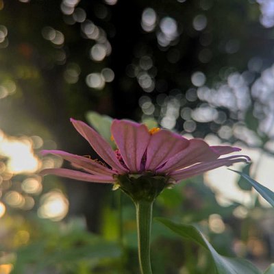 Zinnia