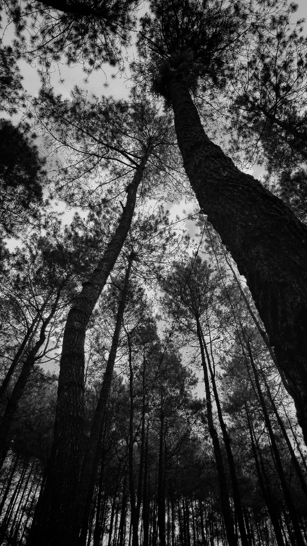 pine