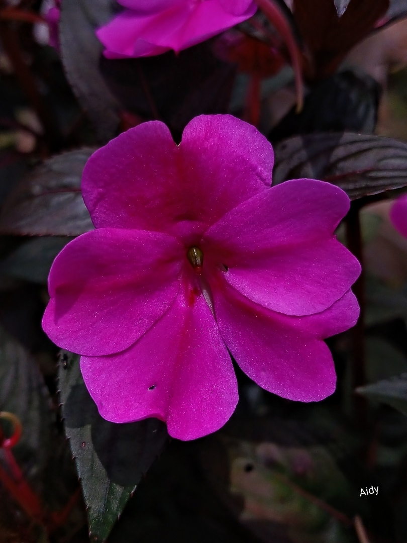 New Guinea Impatiens
