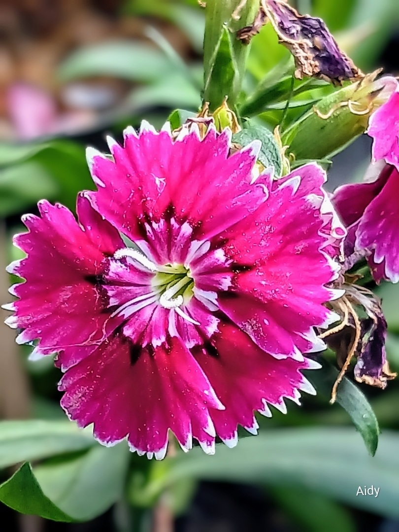bunga Dianthus