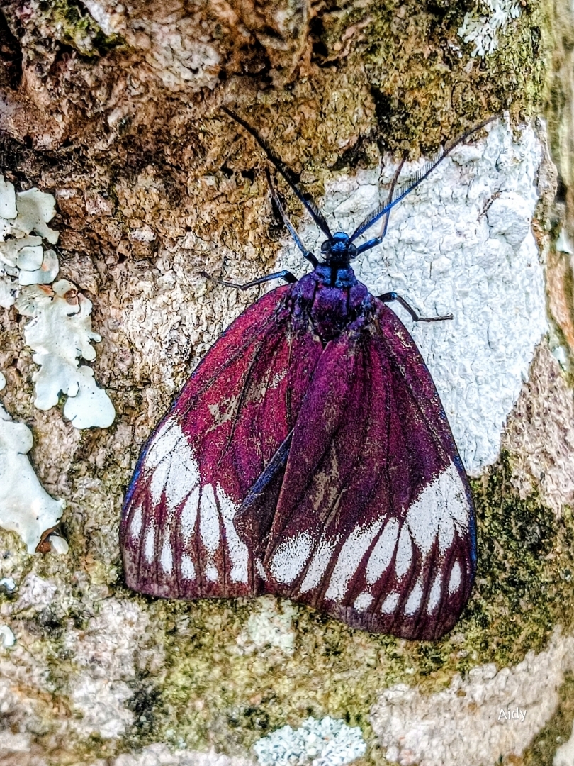 Cyclosia papilionaris