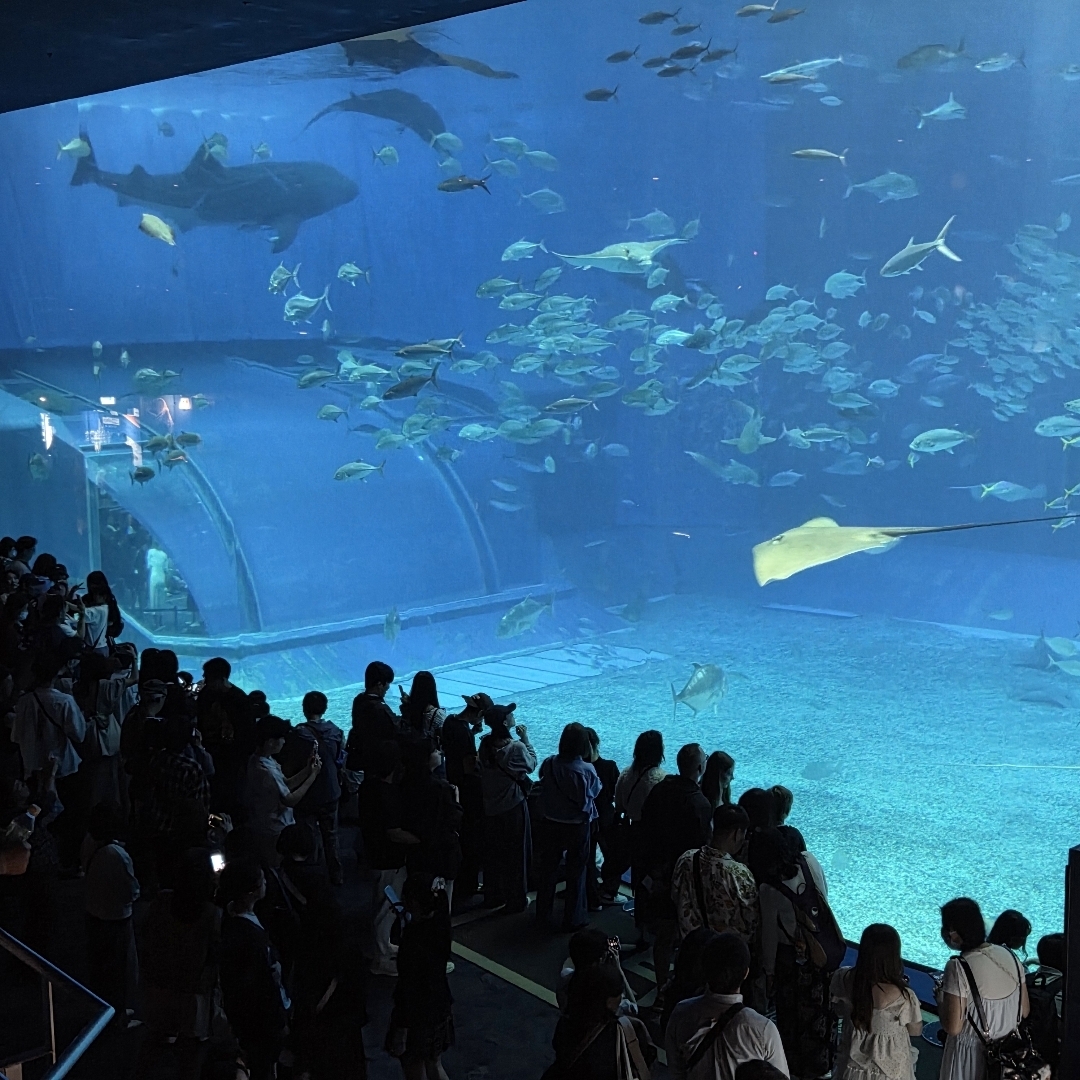 okinawa churaumi aquarium