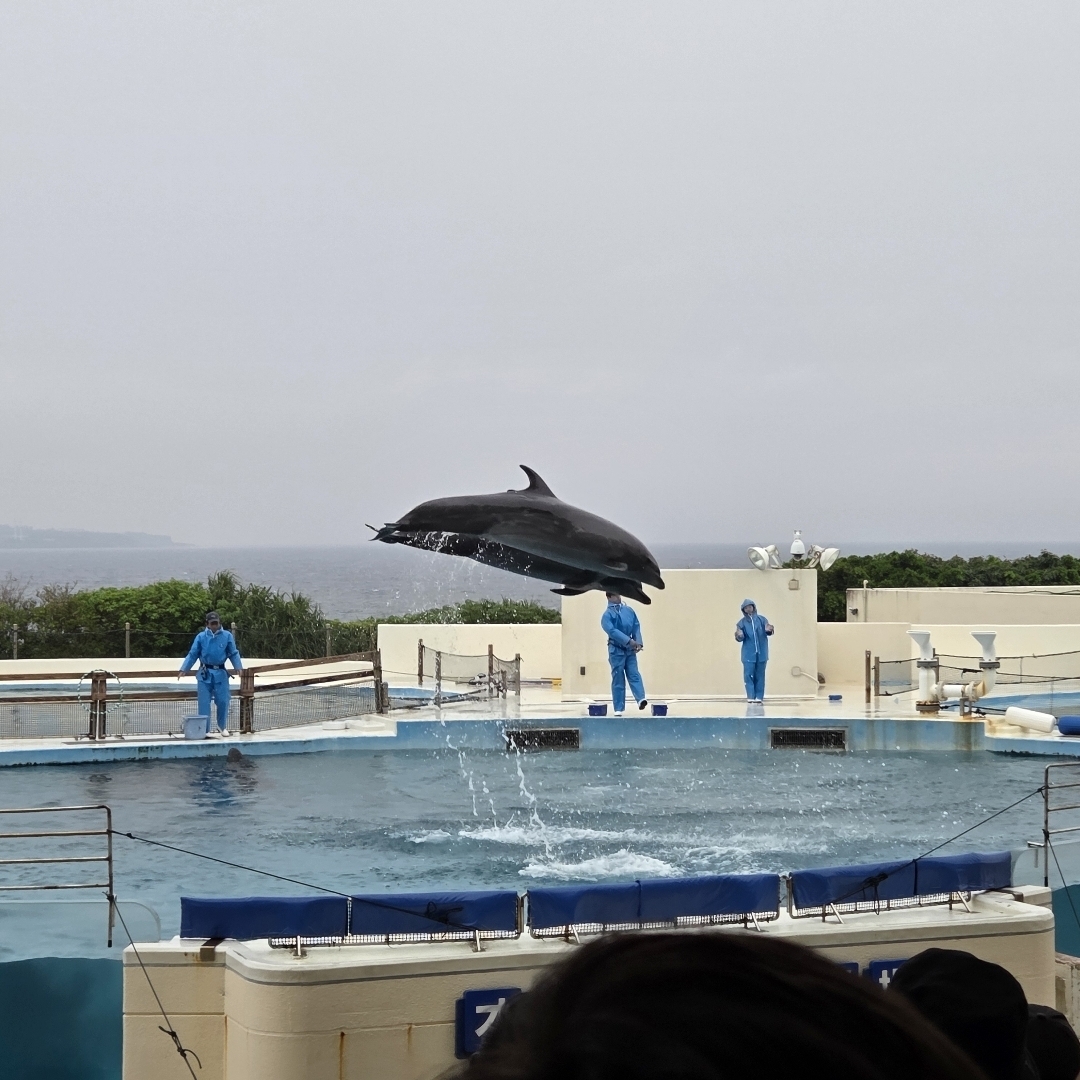 dolphin show at the okinawa aquarium