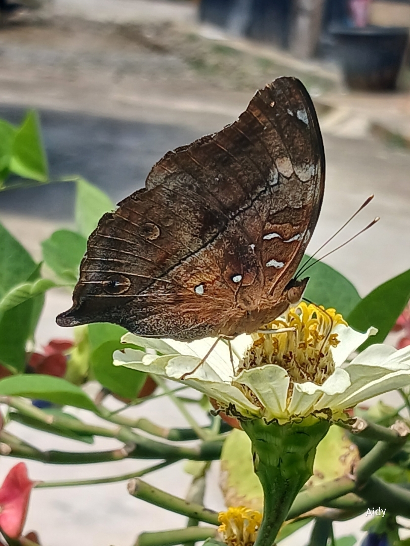 Doleschallia bisaltide