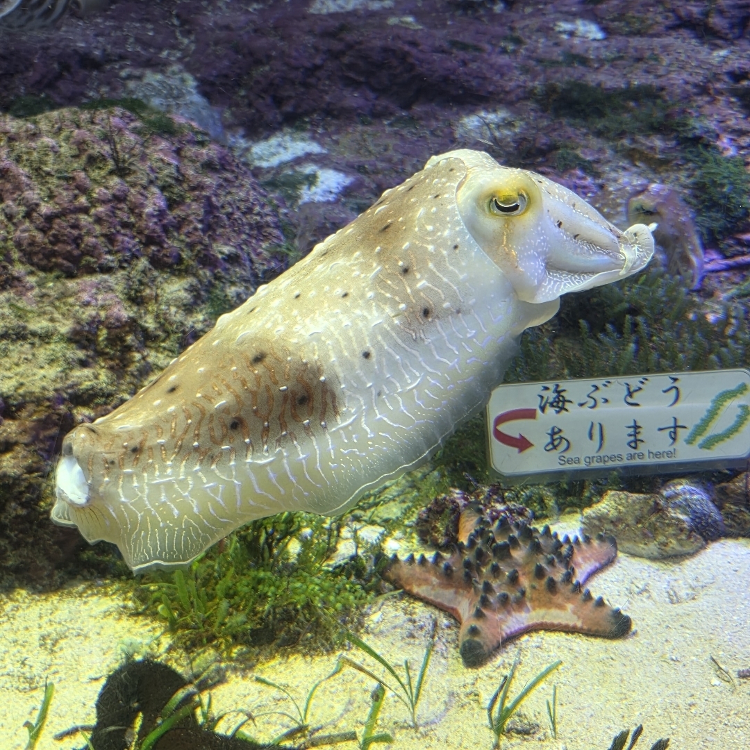 can anyone tell me what this creature is?