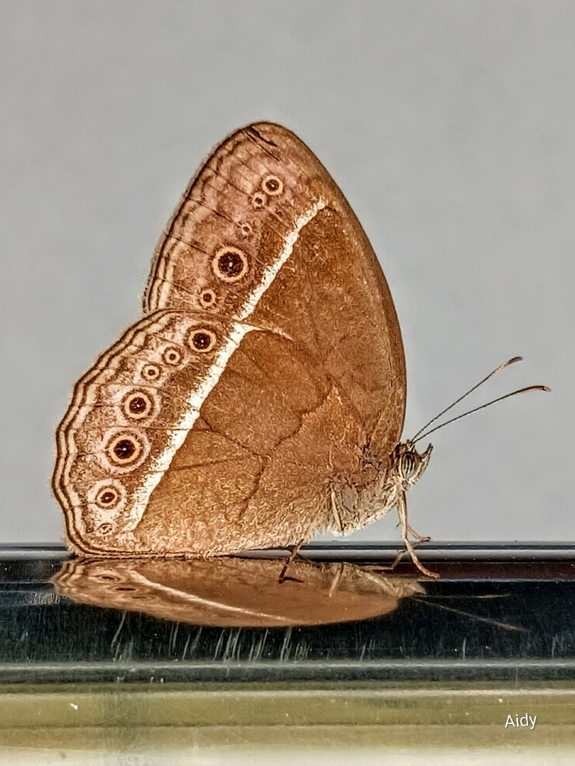 Mycalesis visala