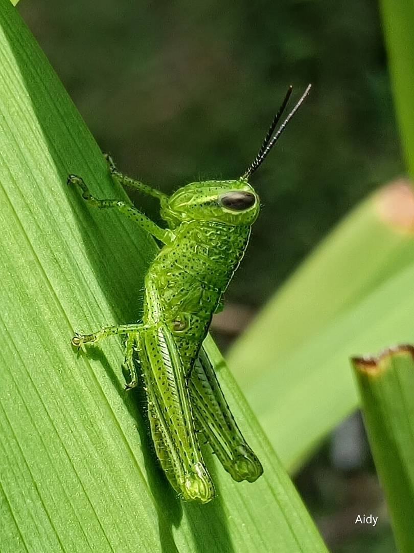 Belalang Hijau
