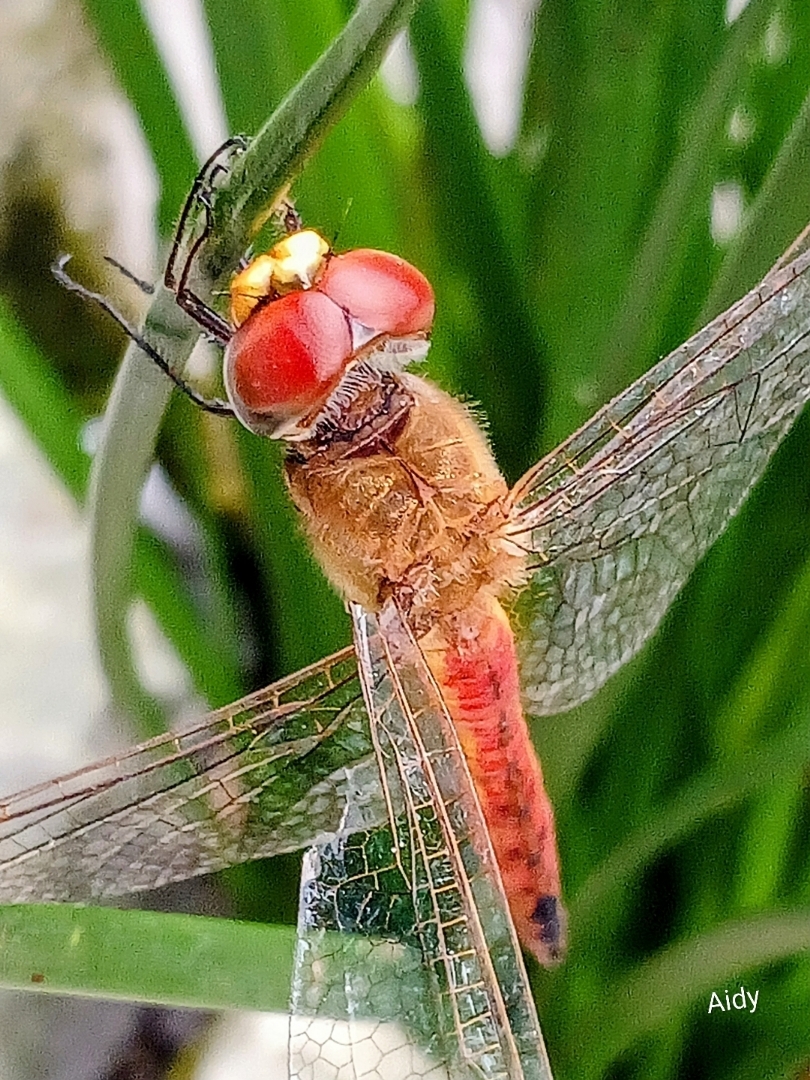 Capung