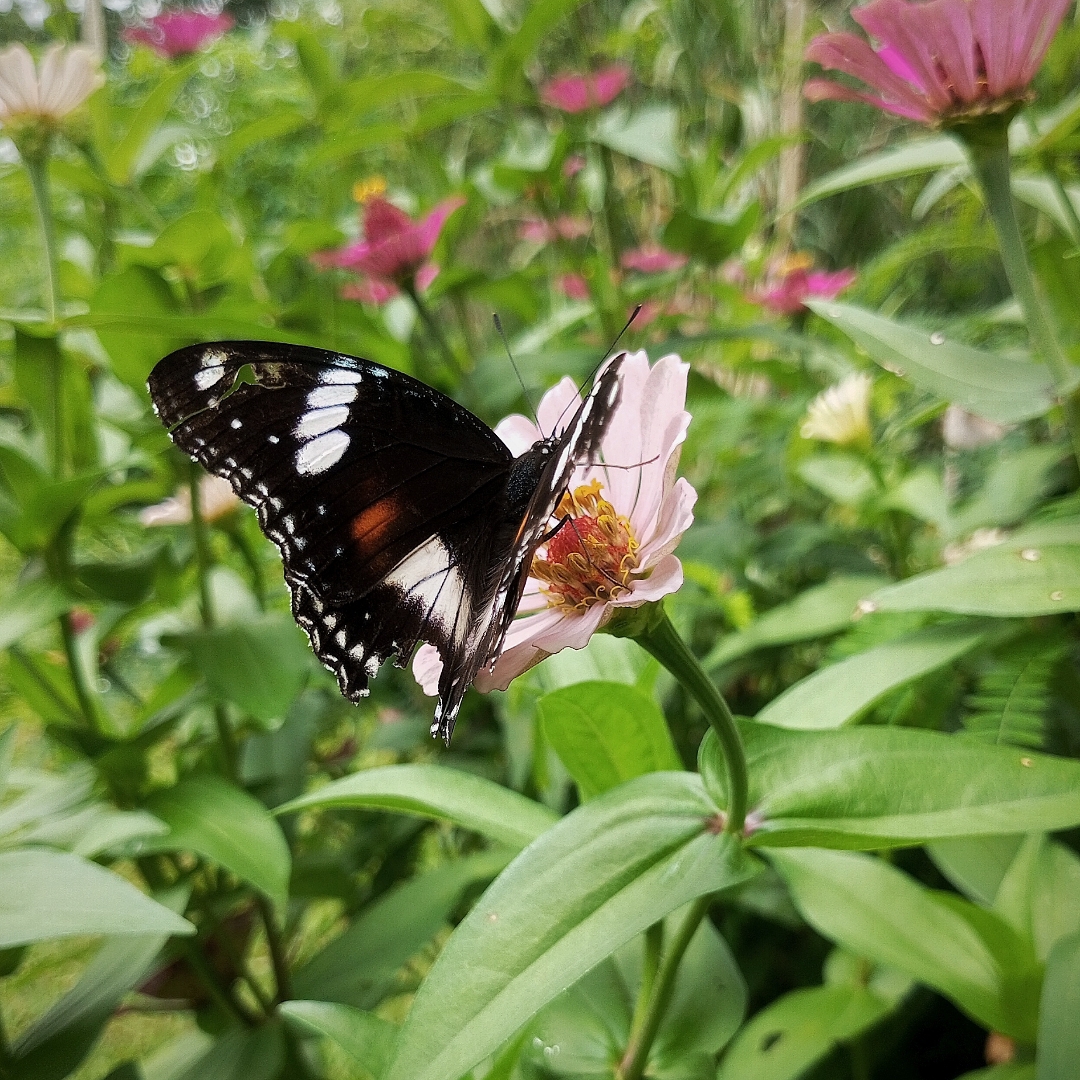 Flower Zinnia and Butterfly