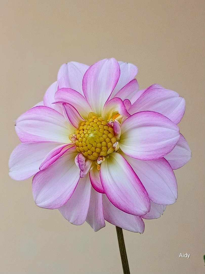 Dahlia Flower