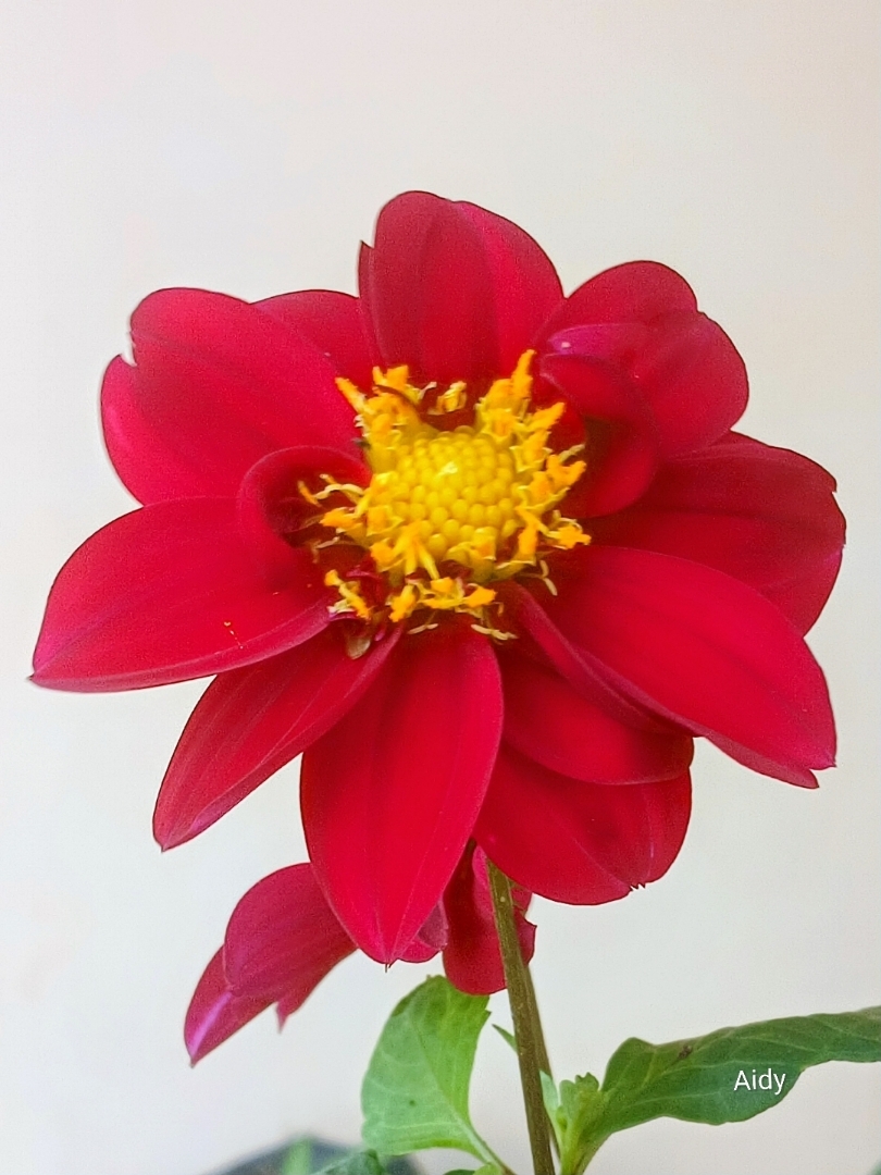 Dahlia Flower