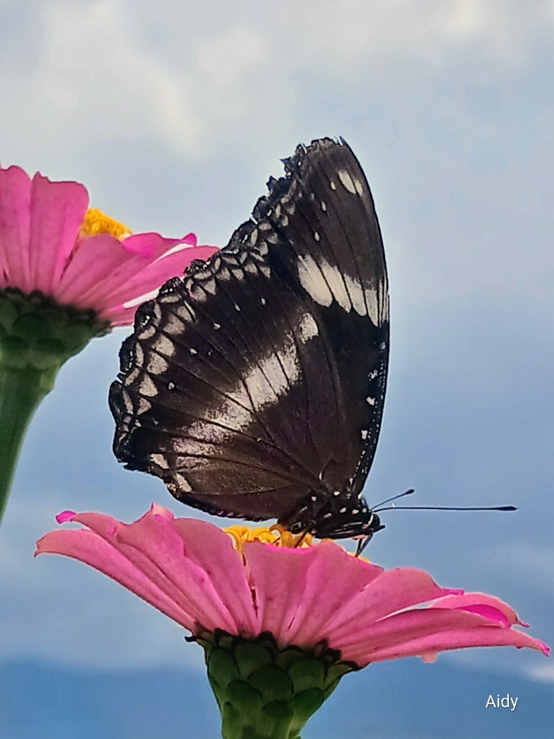 Great Eggfly