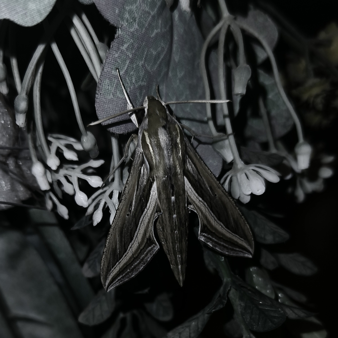 Hippotion celerio