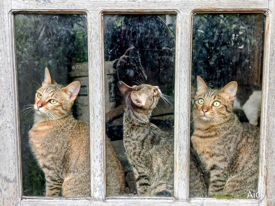 Cat Domestic