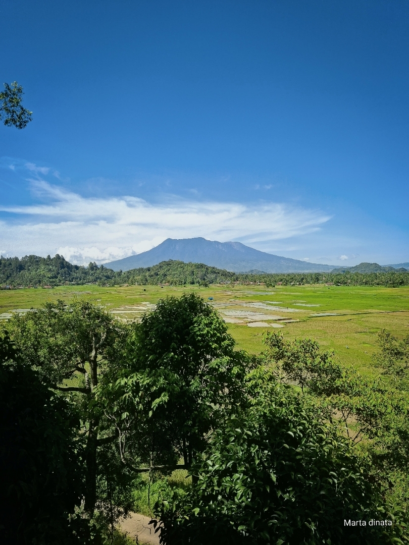 Hamparan hijau