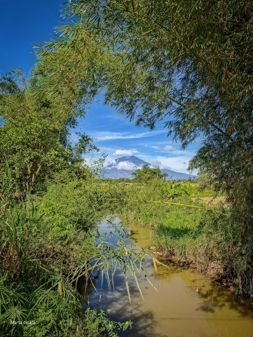 Rumpun Bambu