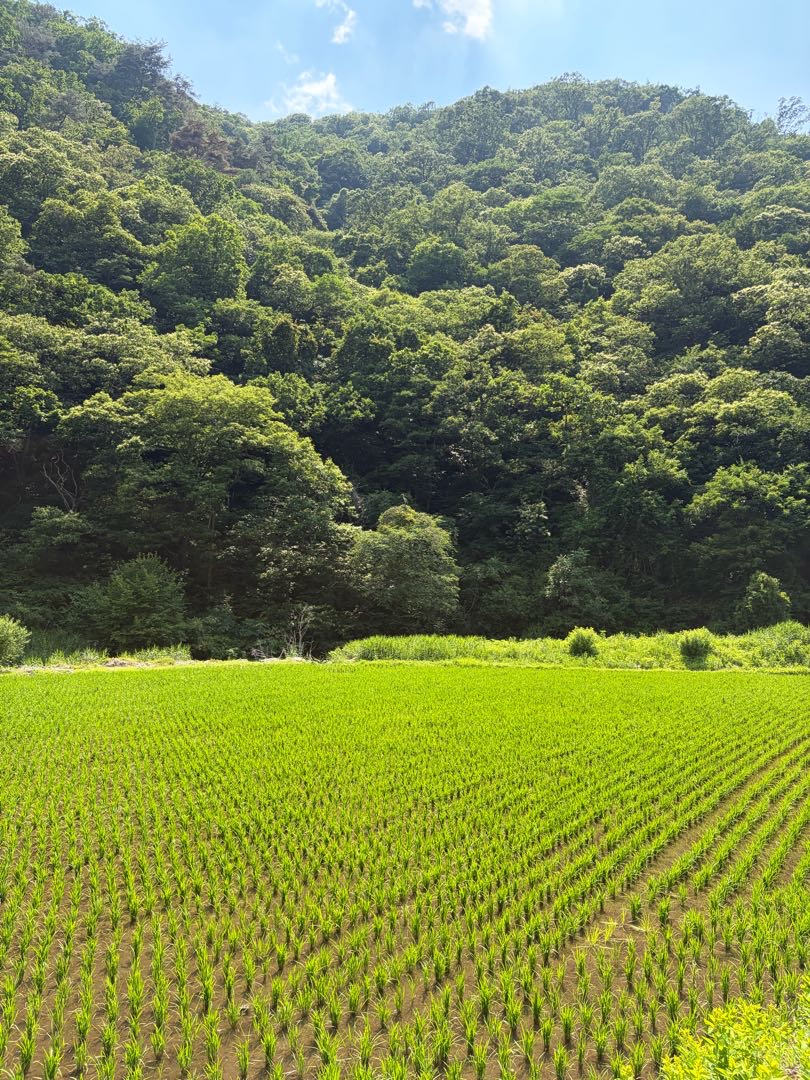 rice paddies and mountains in namyangju