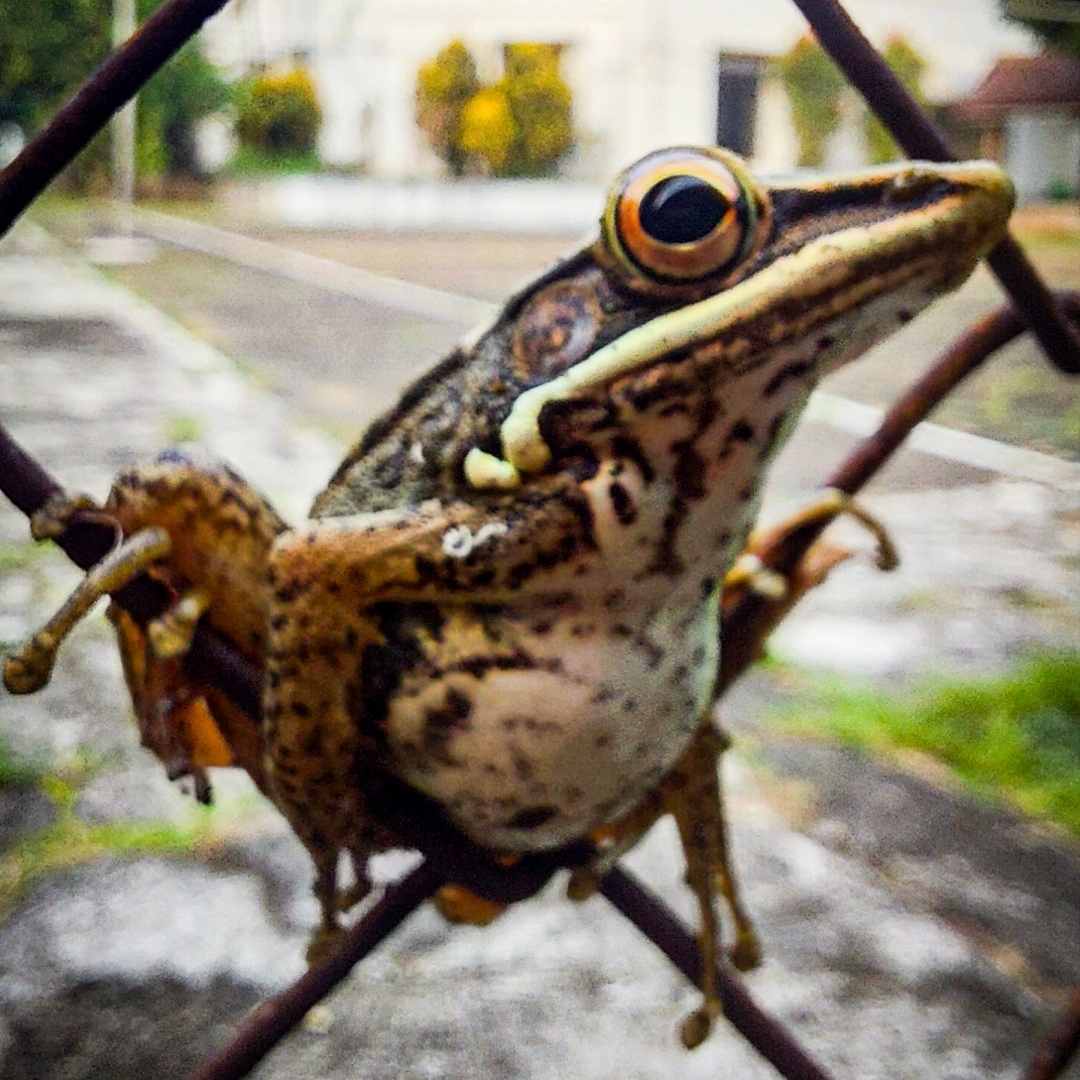 Frog in Lawer